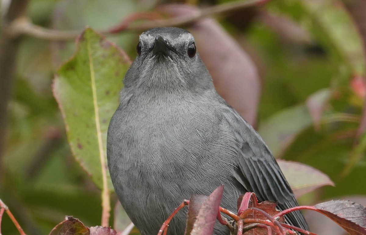 Katzenspottdrossel - ML643851342