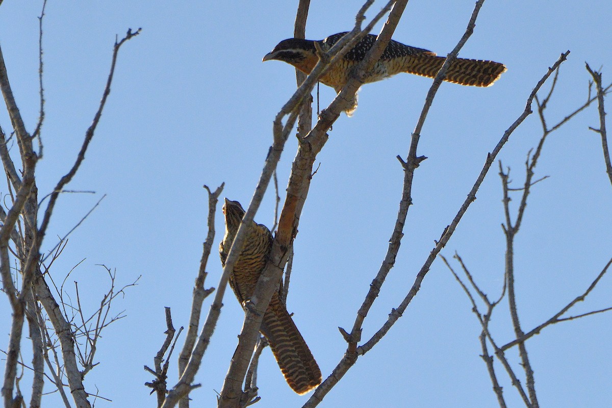 Pacific Koel - ML643851347