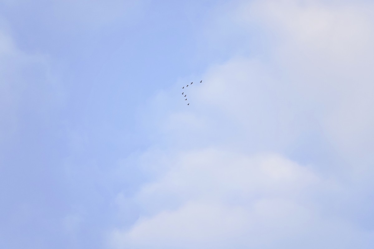 Double-crested Cormorant - ML643851357