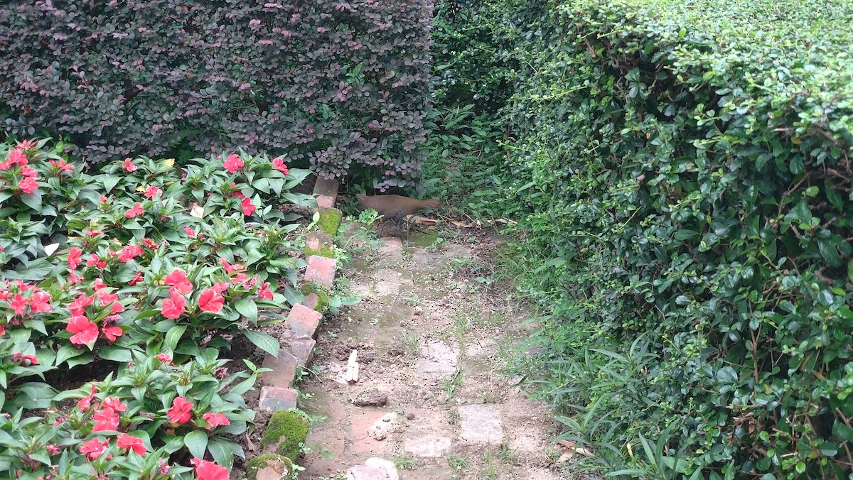 Slaty-legged Crake - ML643851358