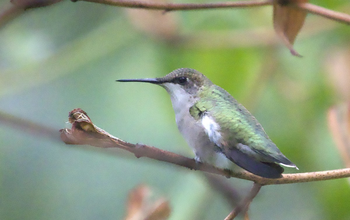 Ruby-throated Hummingbird - ML643851368