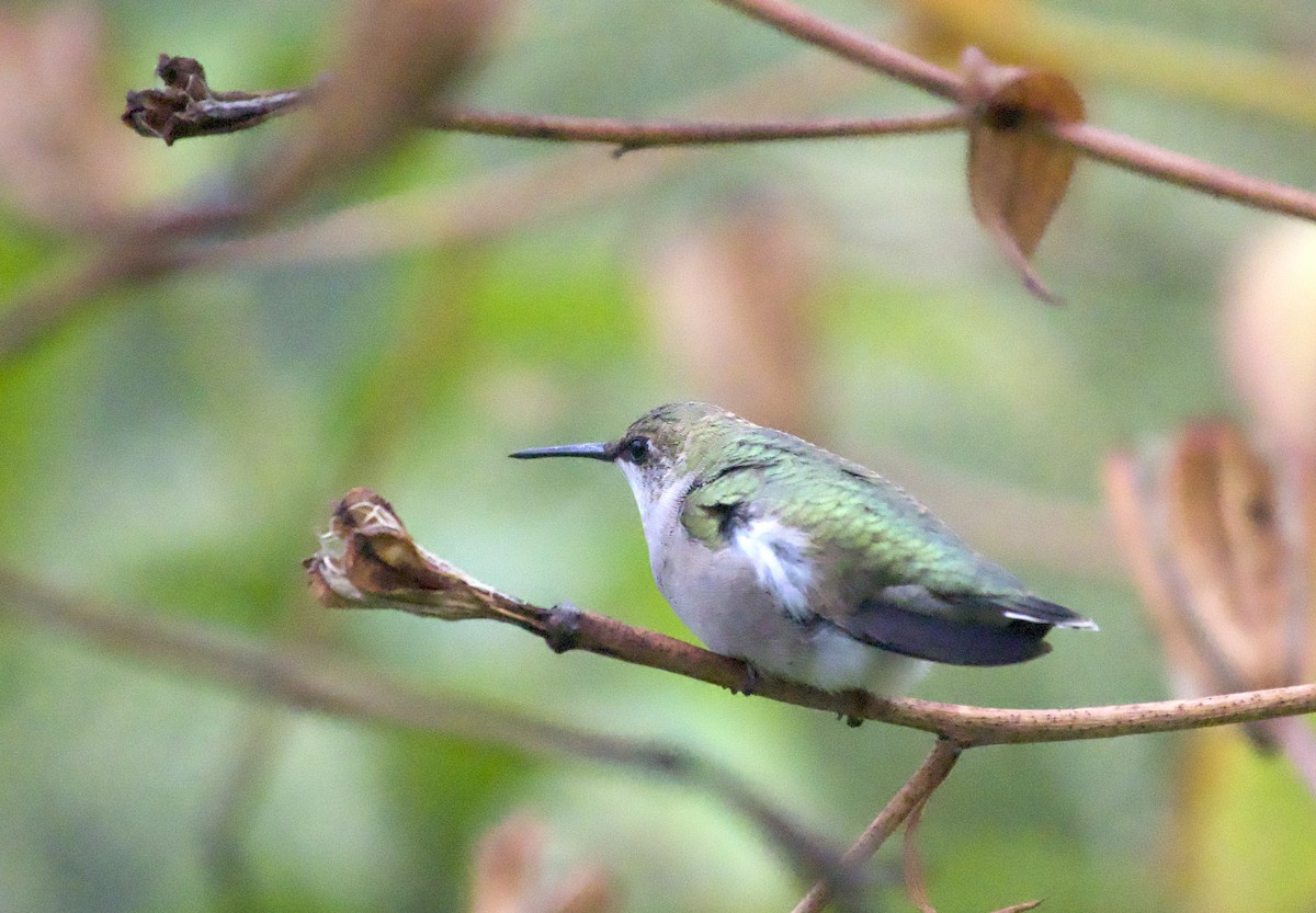 Ruby-throated Hummingbird - ML643851369