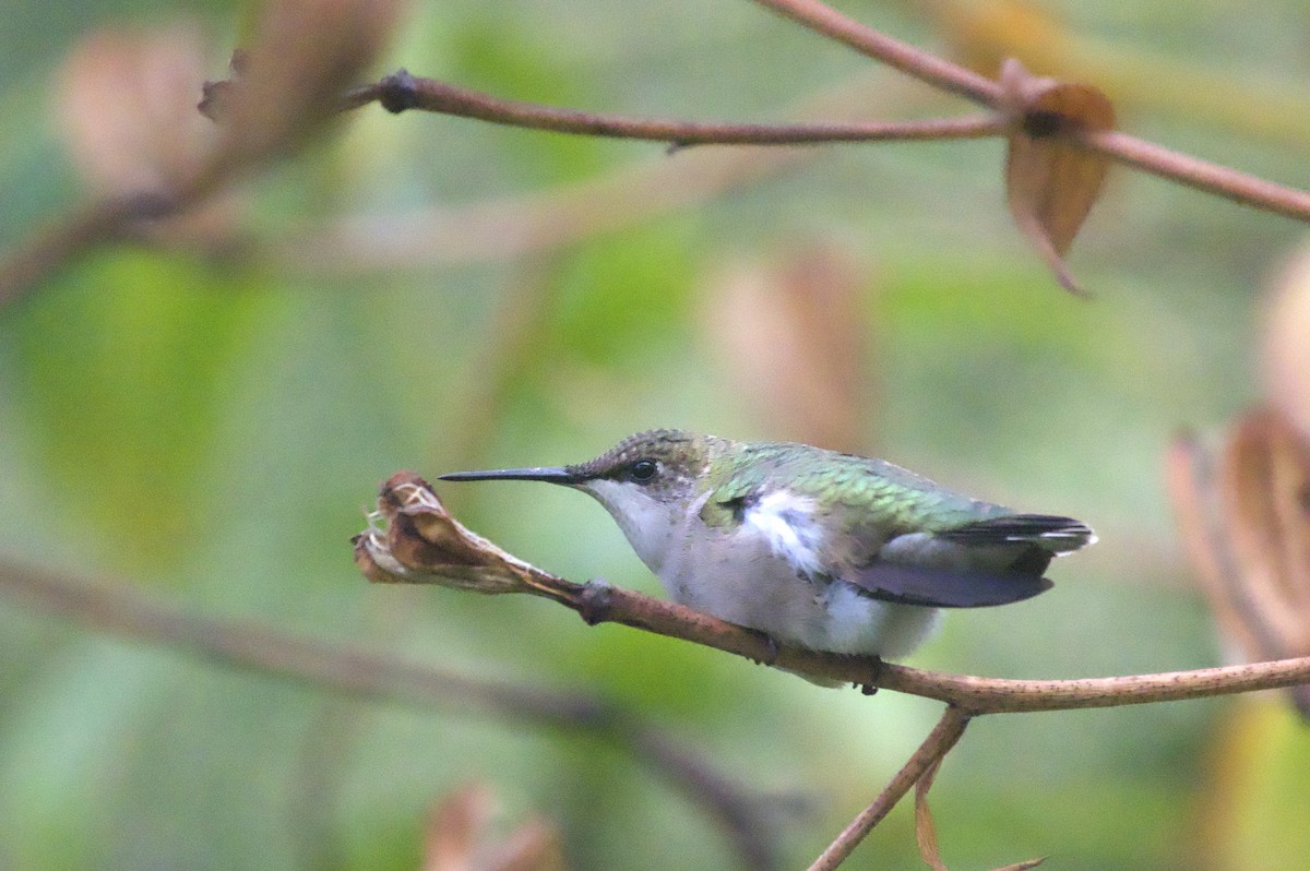 Ruby-throated Hummingbird - ML643851370