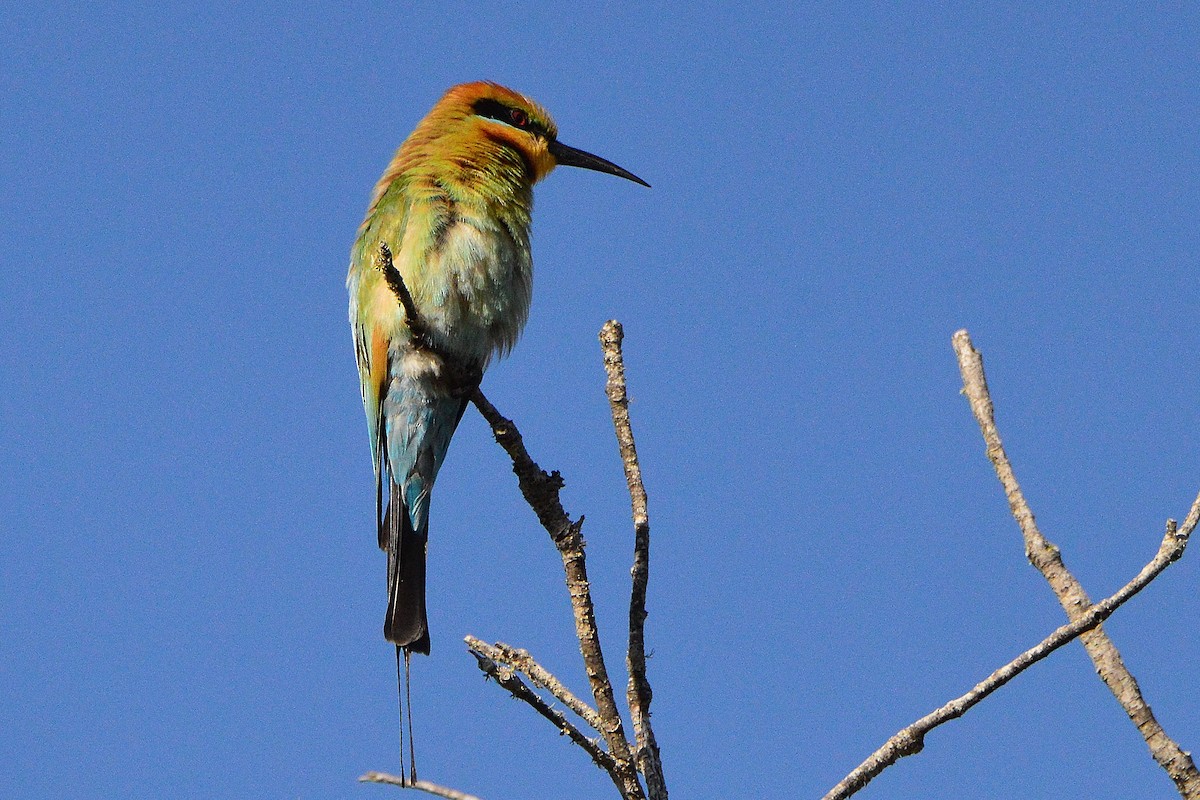 Rainbow Bee-eater - ML643851391