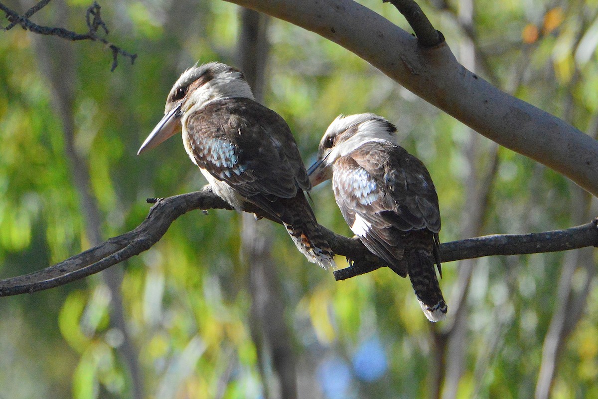 Laughing Kookaburra - ML643851397