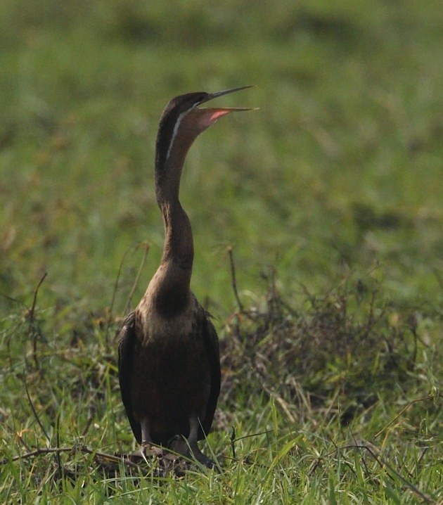 African Darter - ML643851400