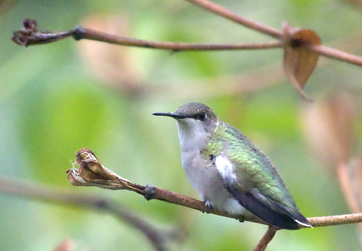 Ruby-throated Hummingbird - ML643851405