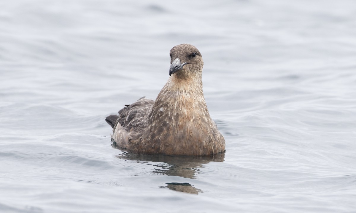 Chilean Skua - ML64385141