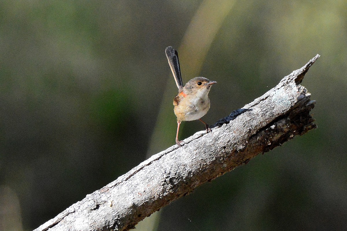 Red-backed Fairywren - ML643851411