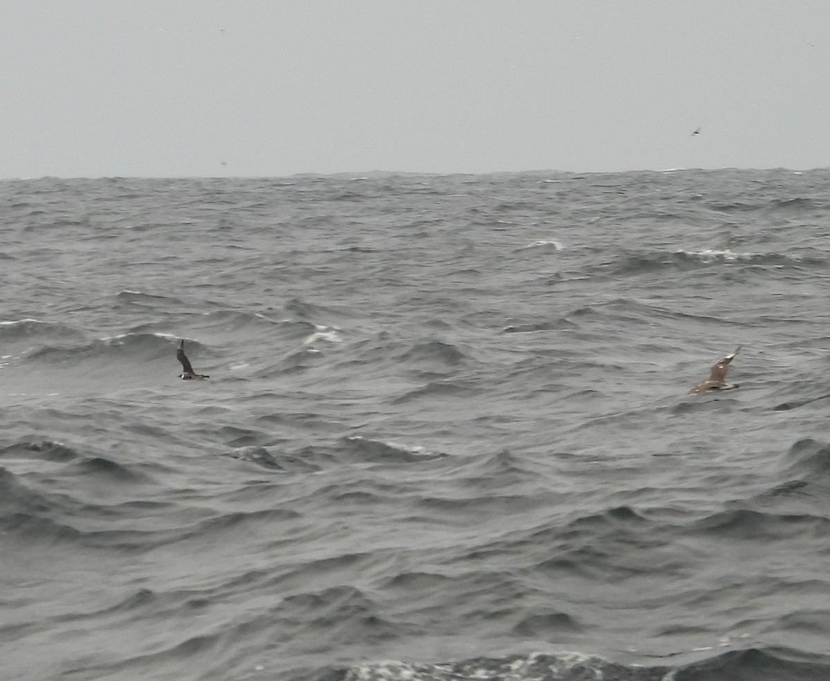 Pomarine Jaeger - ML643851412