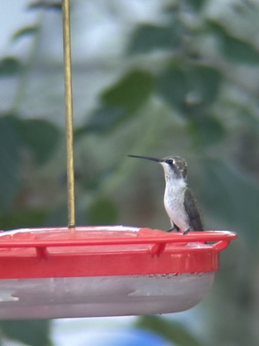Black-chinned Hummingbird - ML643851418