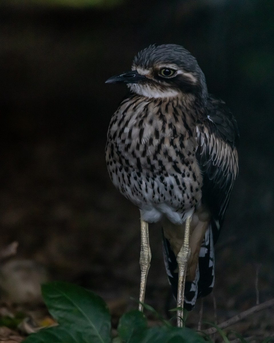 Bush Thick-knee - ML643851421