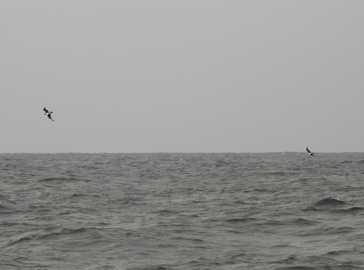 Pomarine Jaeger - ML643851422