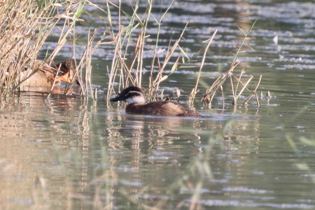 White-headed Duck - ML643851424