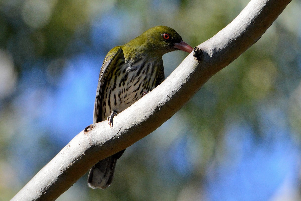 Olive-backed Oriole - ML643851427