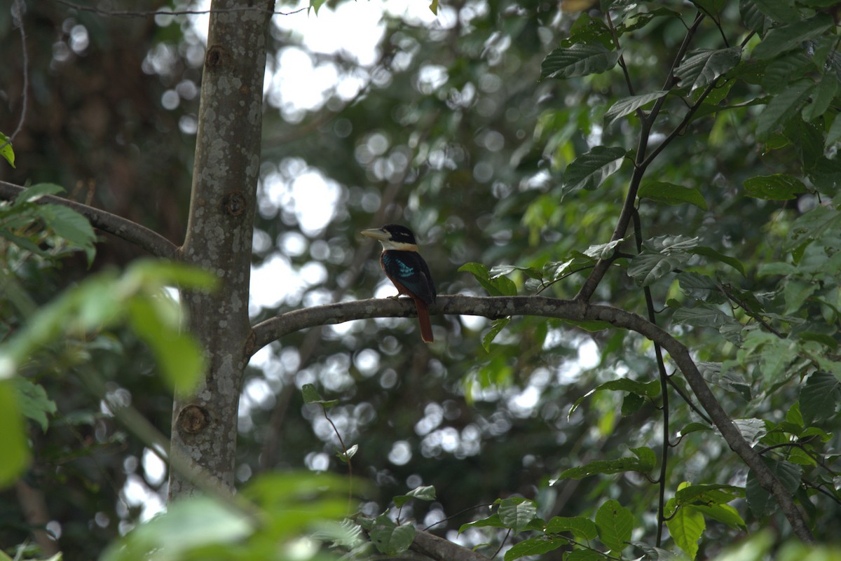 Rufous-bellied Kookaburra - ML643851434
