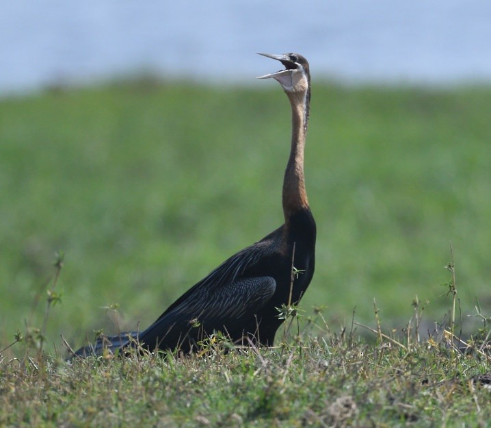 African Darter - ML643851438