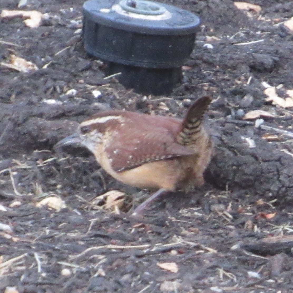 Carolina Wren - ML643851440