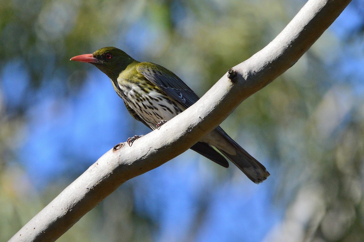 Olive-backed Oriole - ML643851441