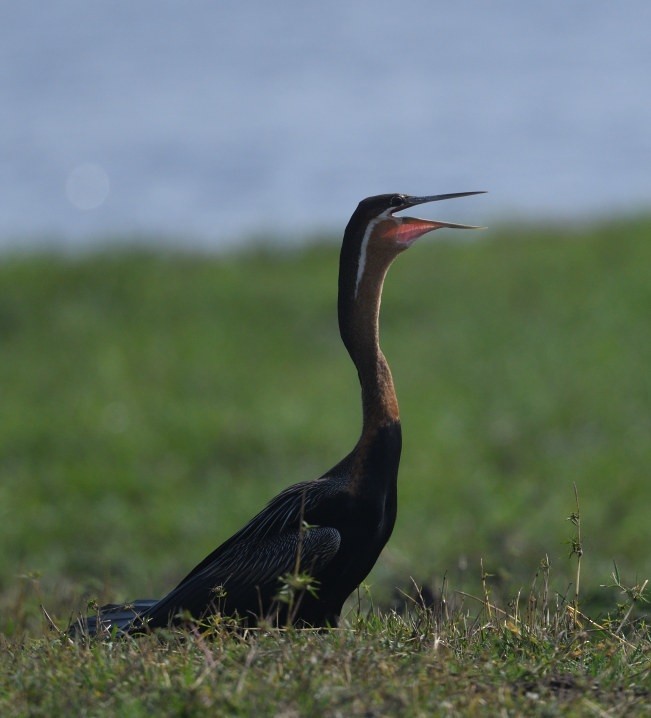 African Darter - ML643851443