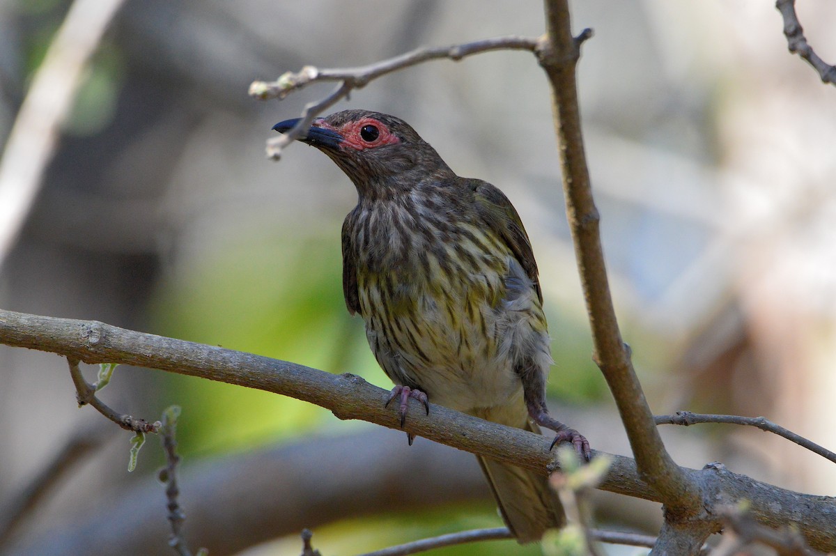 Australasian Figbird - ML643851452