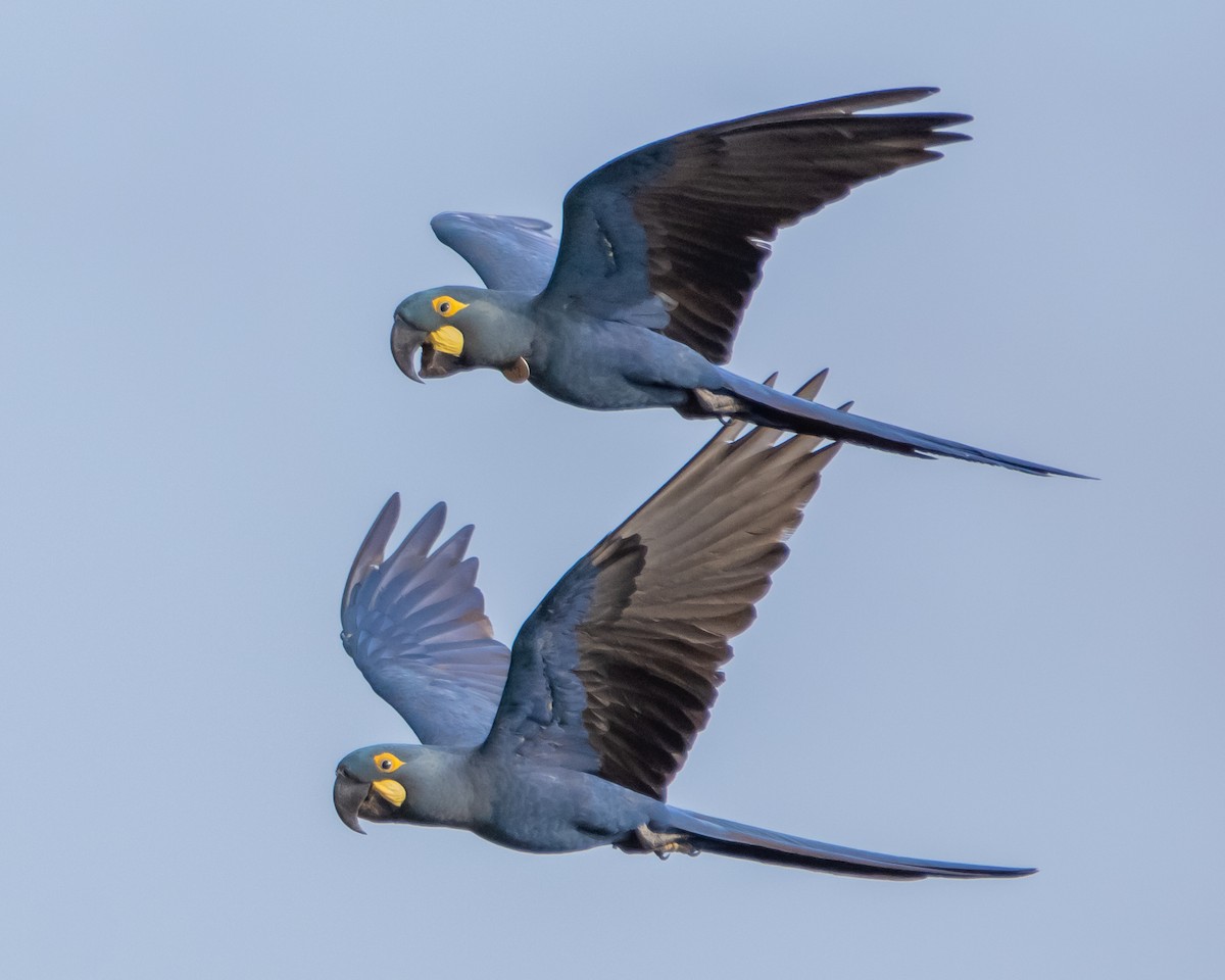 Indigo Macaw - ML643851458