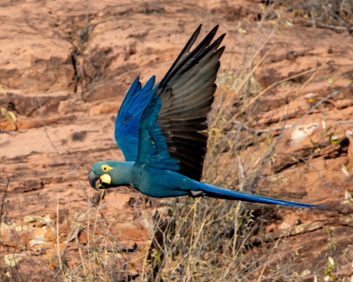 Indigo Macaw - ML643851459