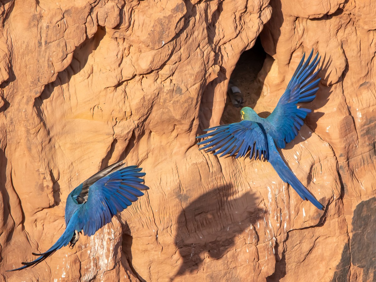 Indigo Macaw - ML643851460