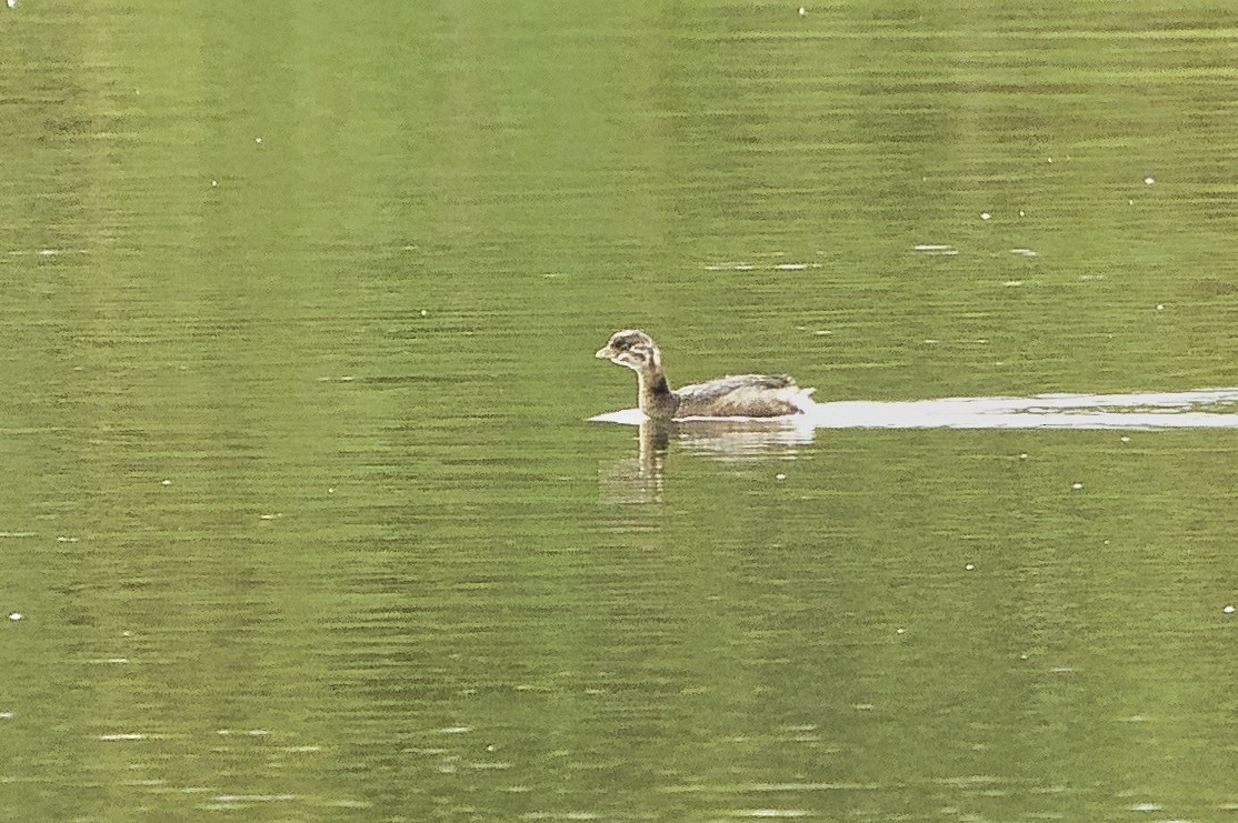 Pied-billed Grebe - ML643851465