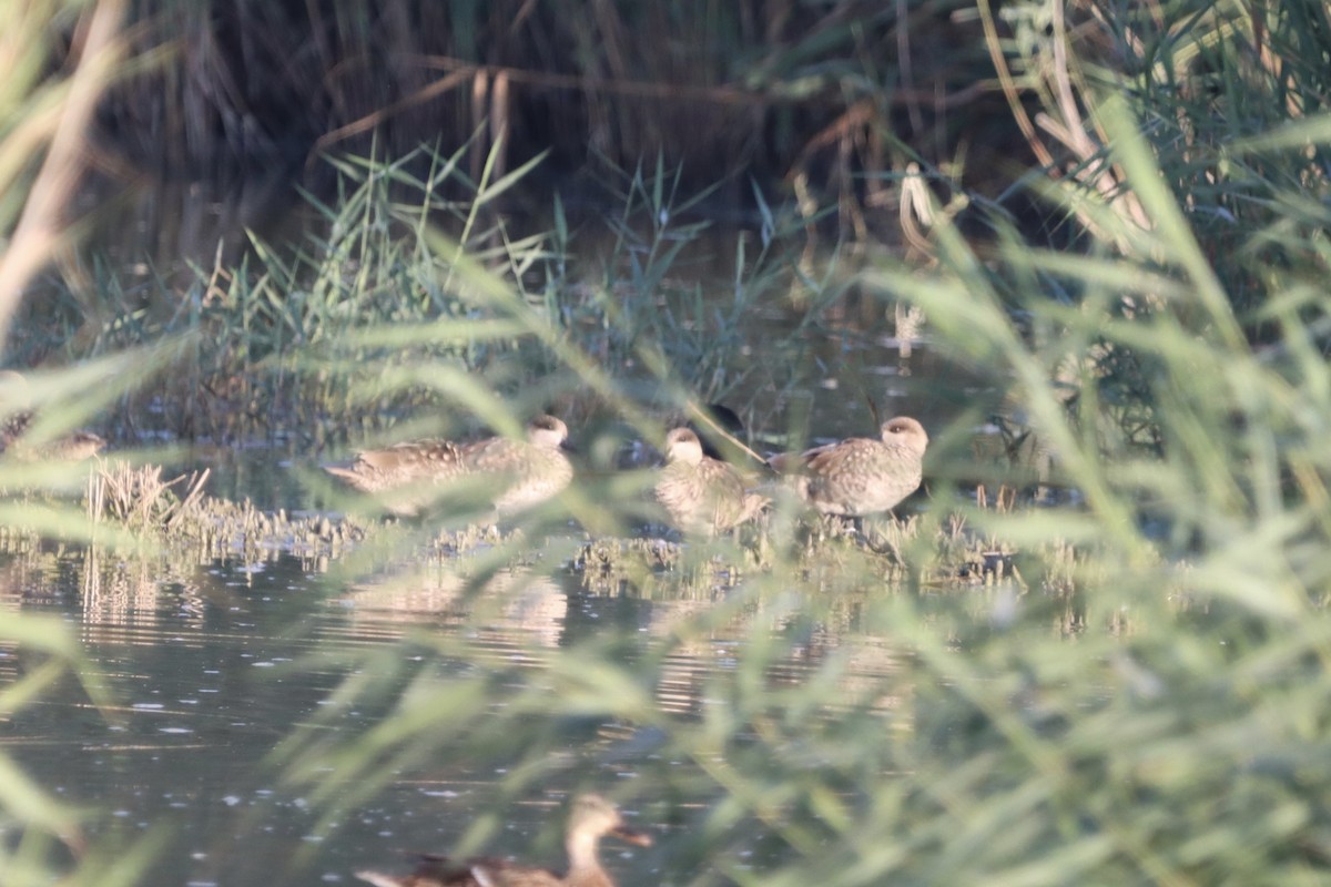 Marbled Duck - ML643851469