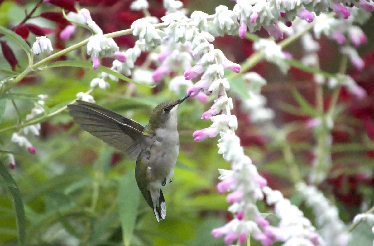 Ruby-throated Hummingbird - ML643851471