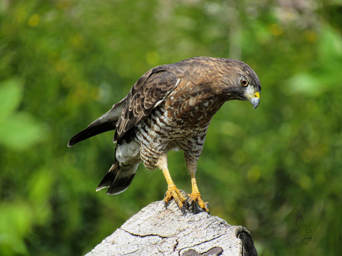 Broad-winged Hawk - ML643851474