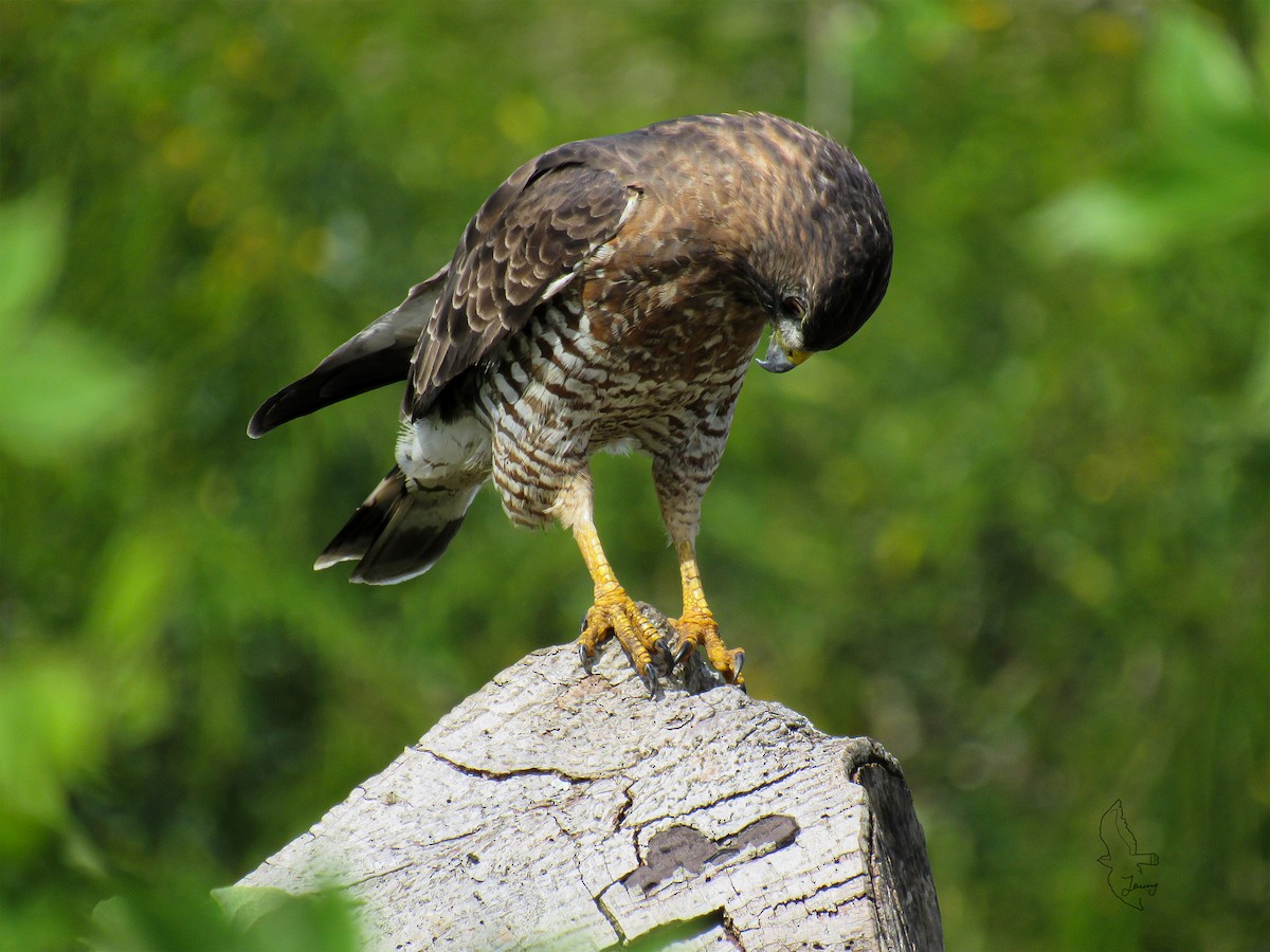 Broad-winged Hawk - ML643851475