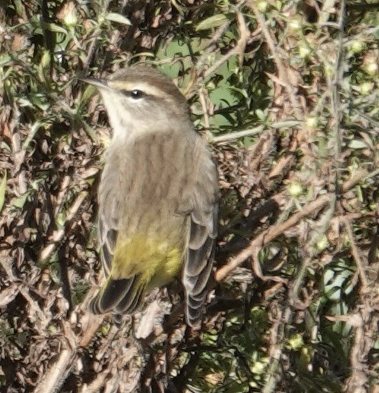 Palm Warbler - ML643851484