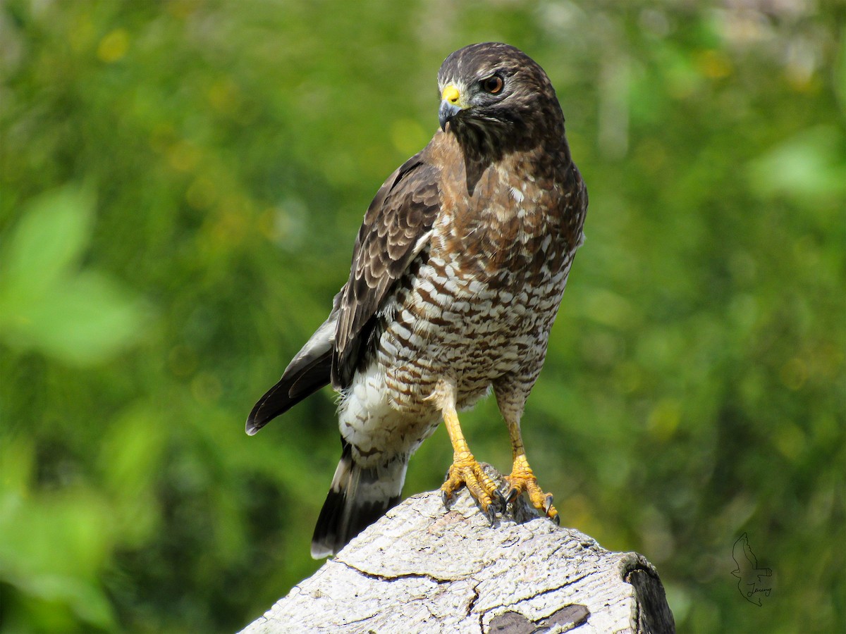 Broad-winged Hawk - ML643851485