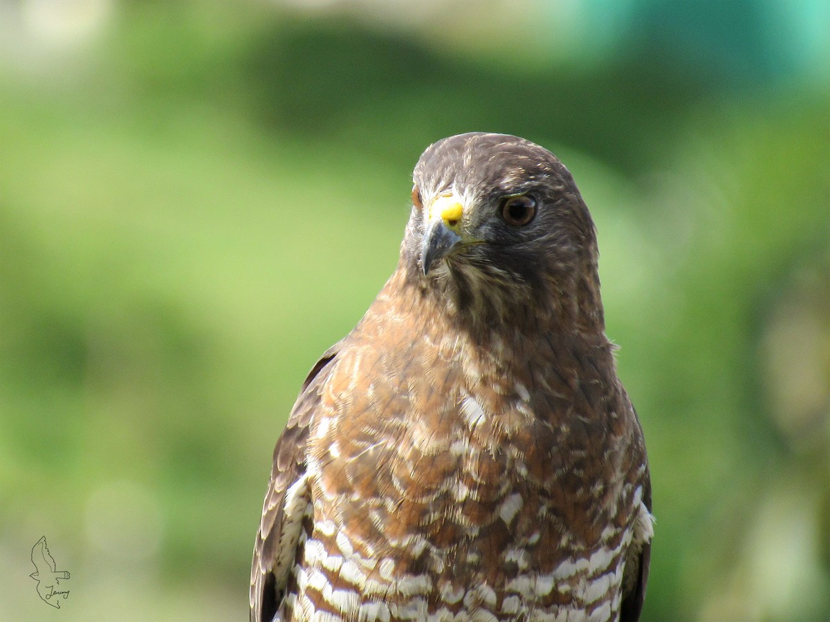 Broad-winged Hawk - ML643851486