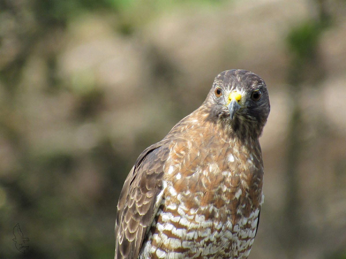 Broad-winged Hawk - ML643851487