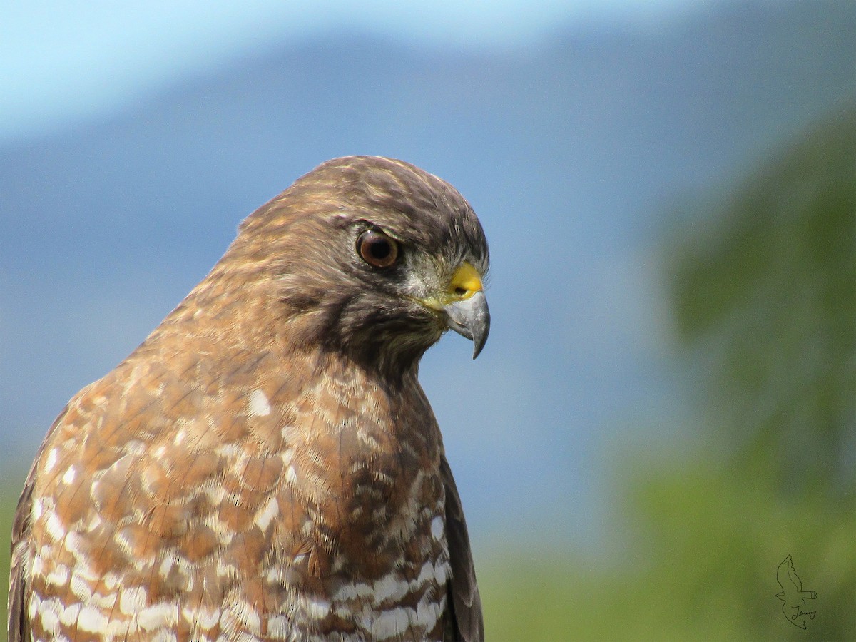 Broad-winged Hawk - ML643851488