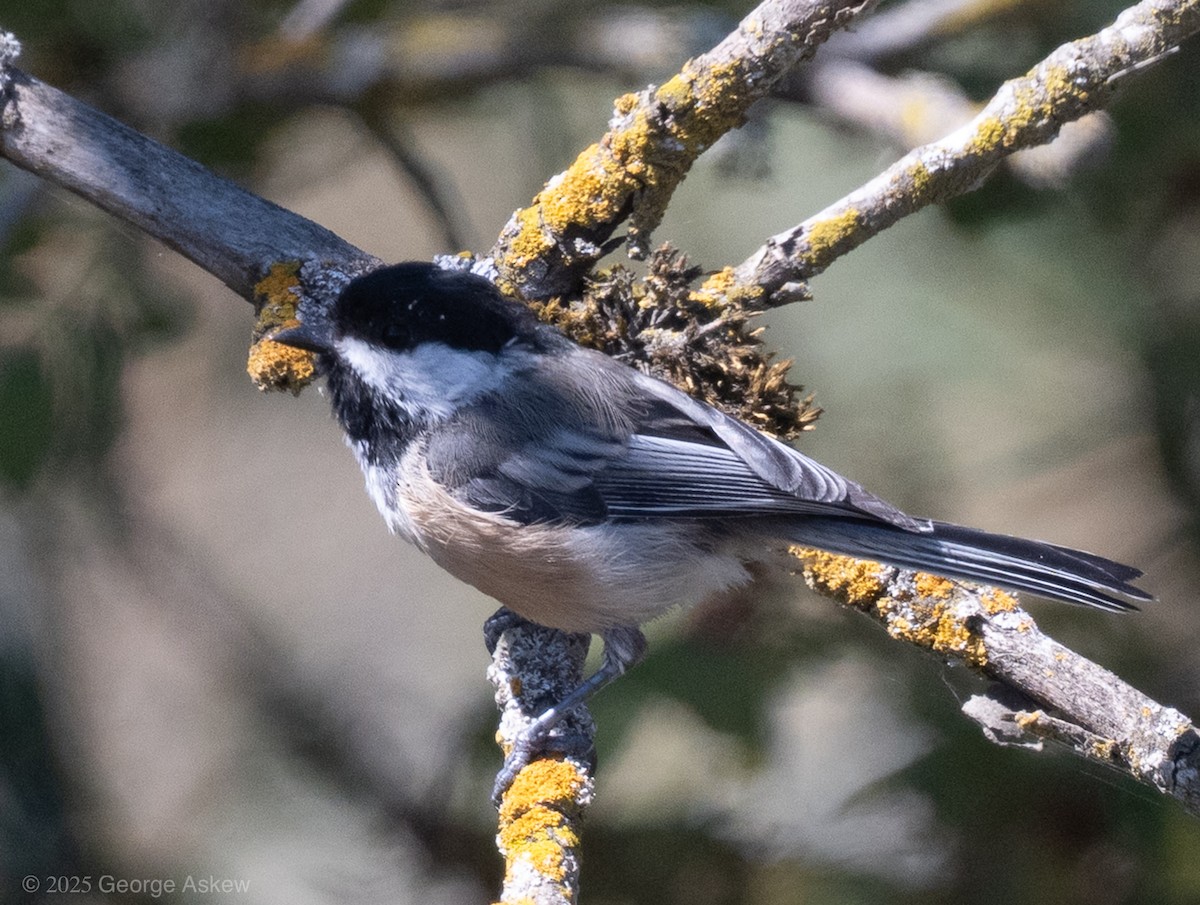 Black-capped Chickadee - ML643851490