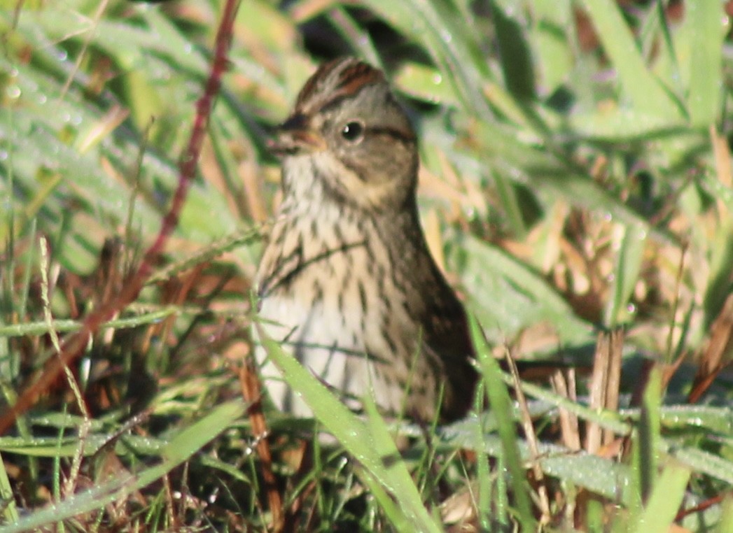 Lincoln's Sparrow - ML643851492