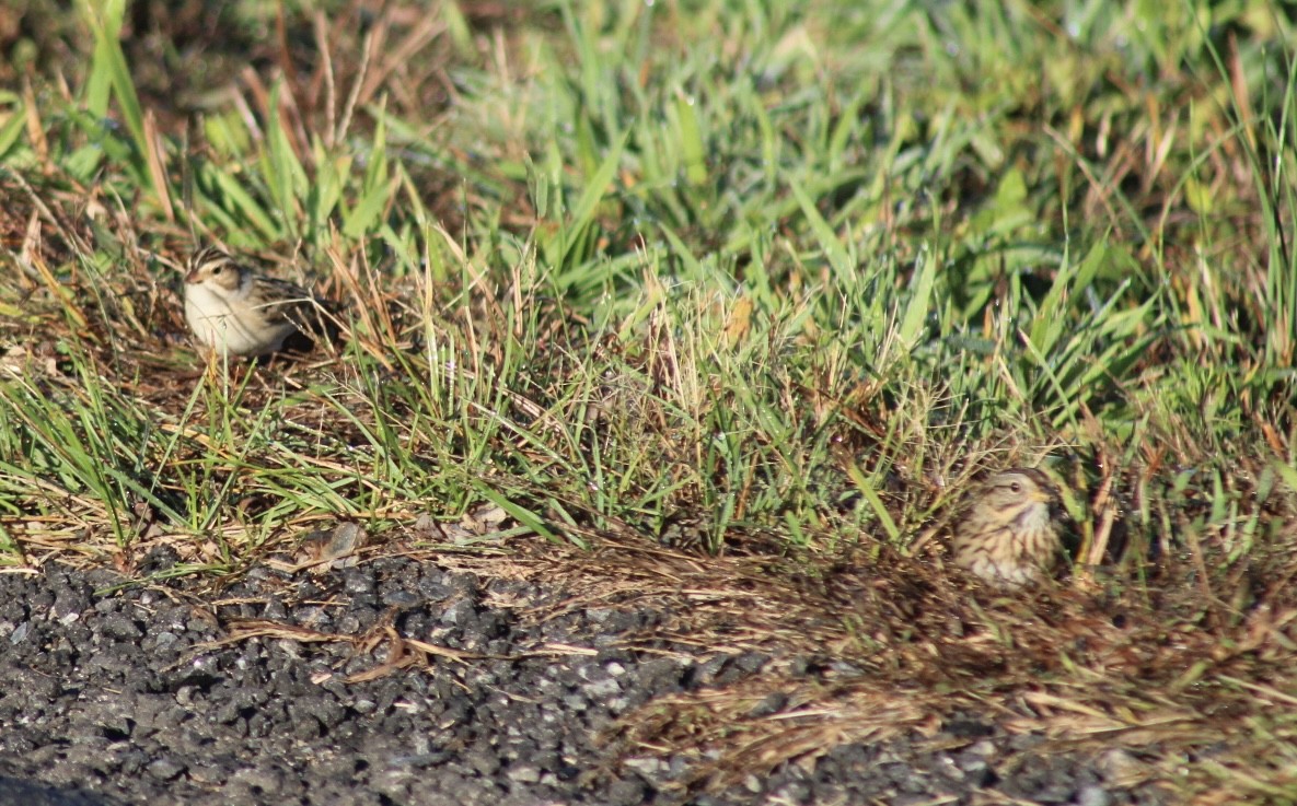 Lincoln's Sparrow - ML643851493