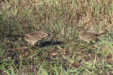 Lincoln's Sparrow - ML643851494