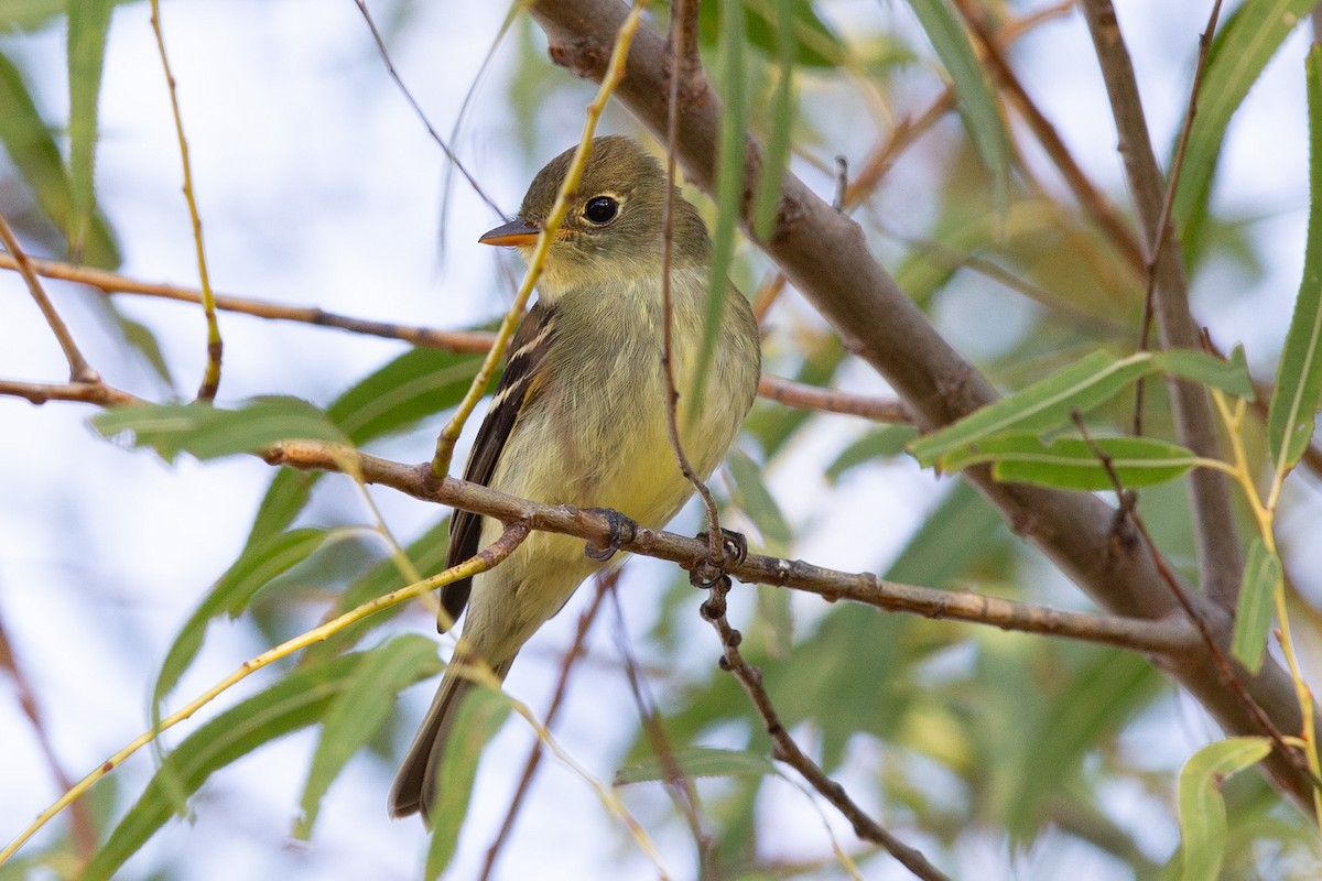 Yellow-bellied Flycatcher - ML643851505