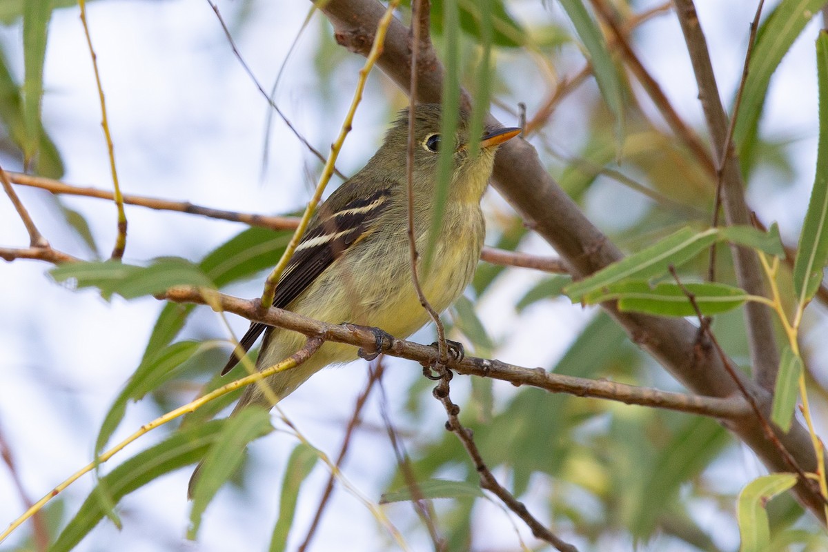 Yellow-bellied Flycatcher - ML643851506