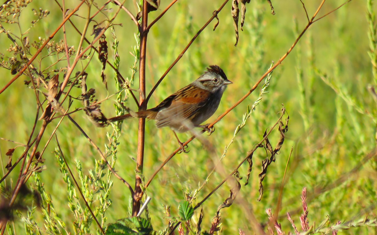 sumpspurv - ML643851510