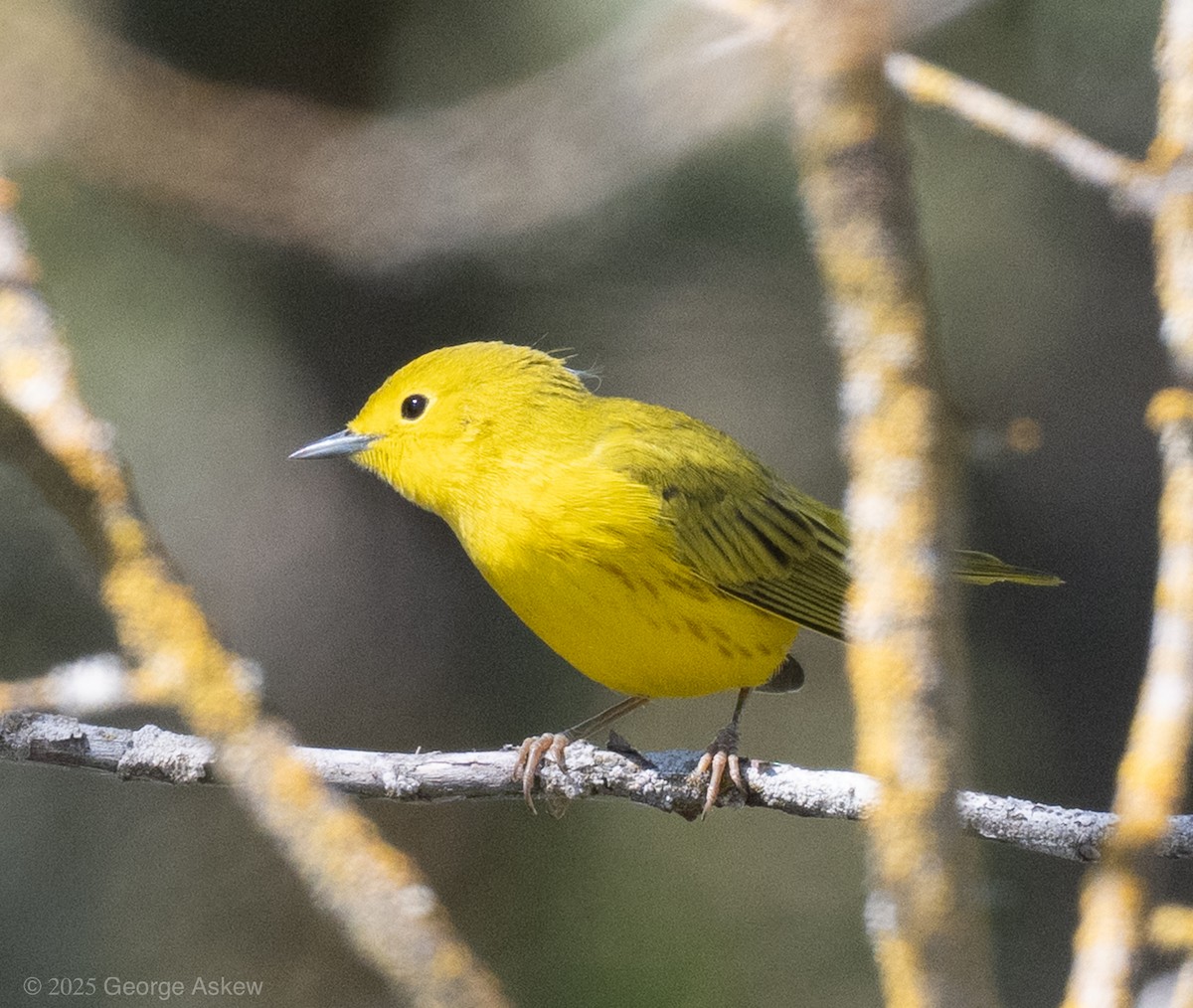 Yellow Warbler (Northern) - ML643851518