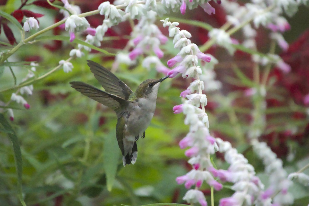 Ruby-throated Hummingbird - ML643851521