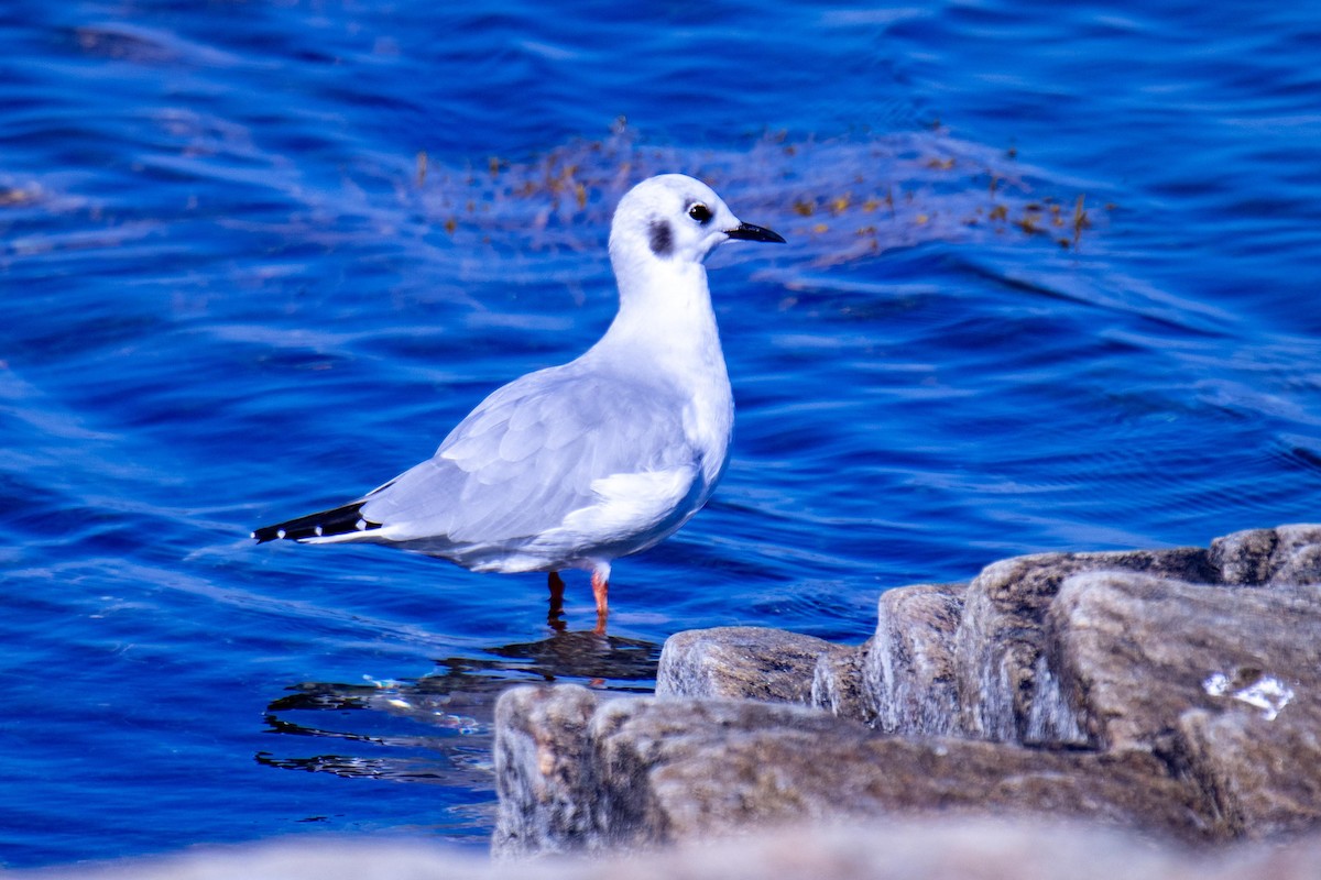 Bonaparte's Gull - ML643851529