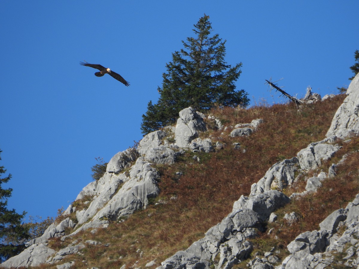 Bearded Vulture - ML643851539