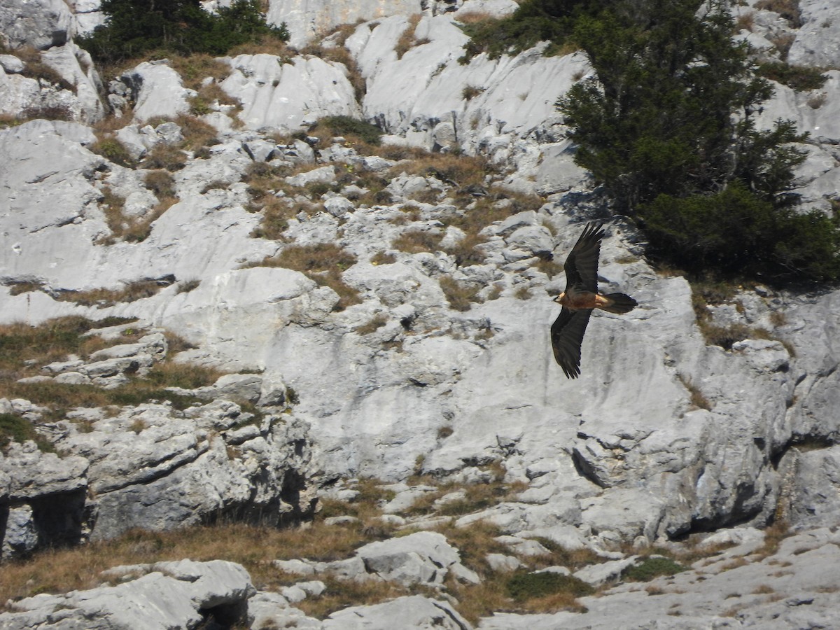 Bearded Vulture - ML643851540